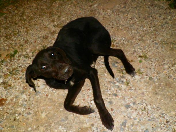 Κυπαρισσία: Συνελήφθη επειδή κοπάναγε μια σκυλίτσα